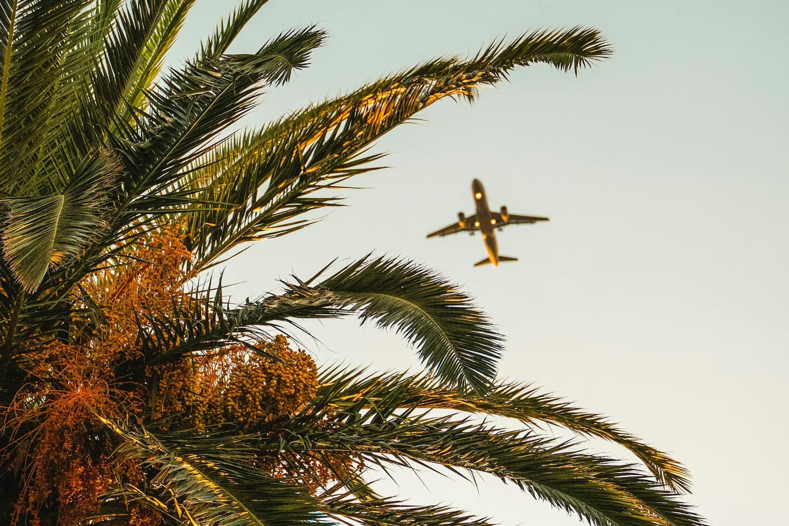 Plane flying over a palm tree